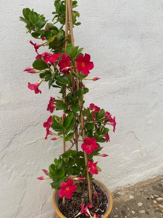 Altea Old Town Cottage Exterior foto